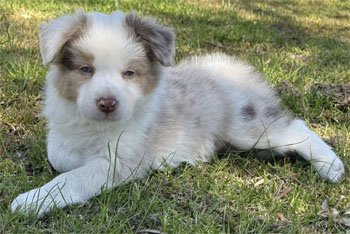 Cachorro Border Collie Red Merle - Criadero La Sabana