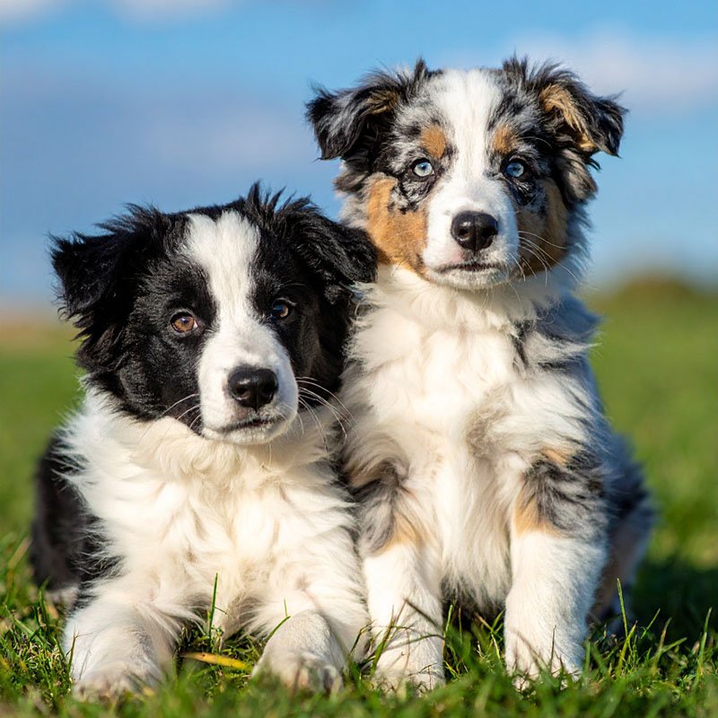 Cachorros Border Collie Criadero La Sabana