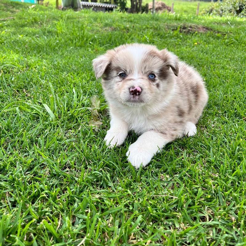 Hembra Red Merle