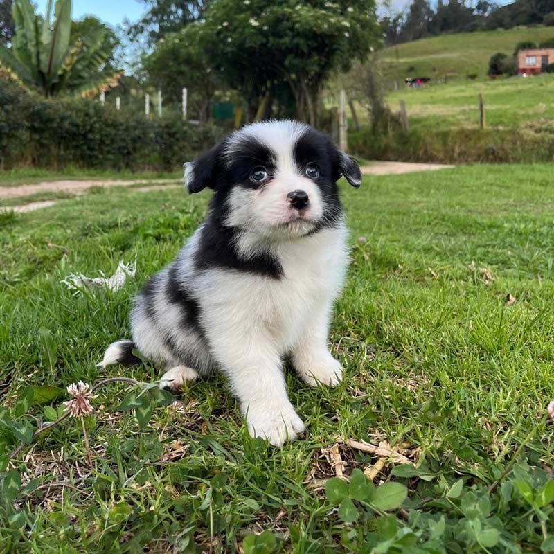 Macho Blue Merle