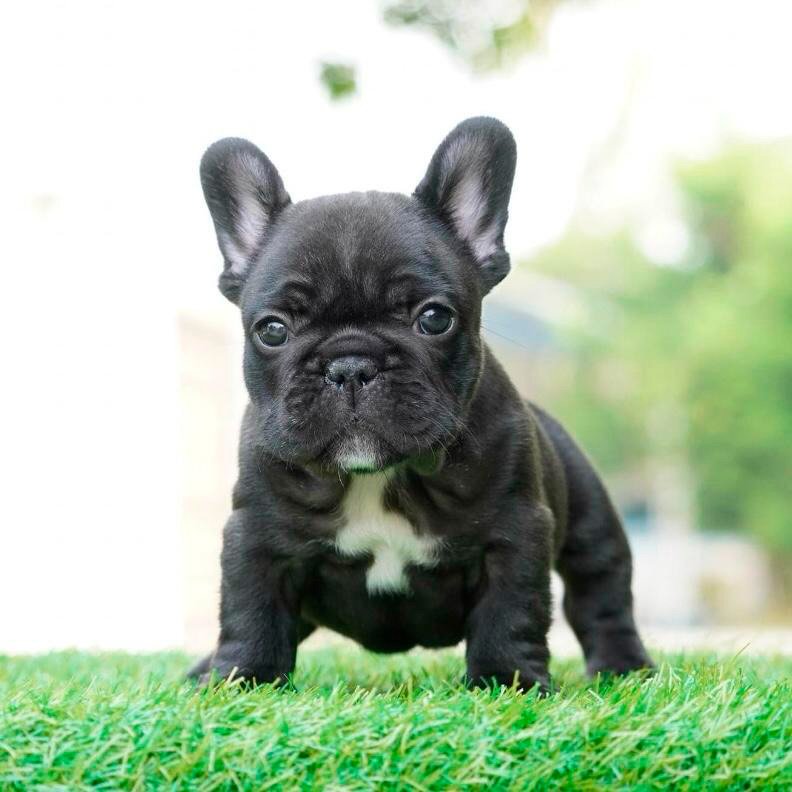 Macho Negro
