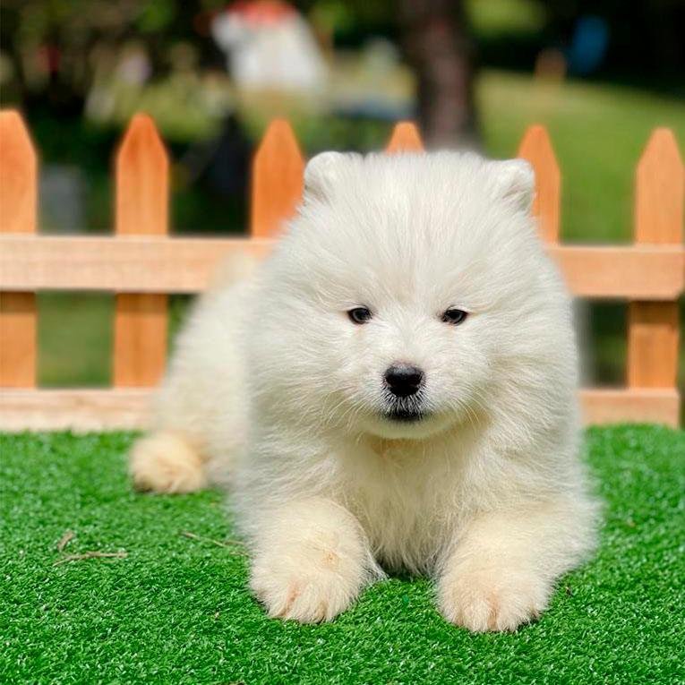 Cachorro Samoyedo tierno