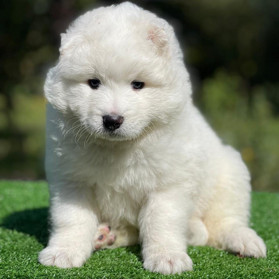Macho Samoyedo