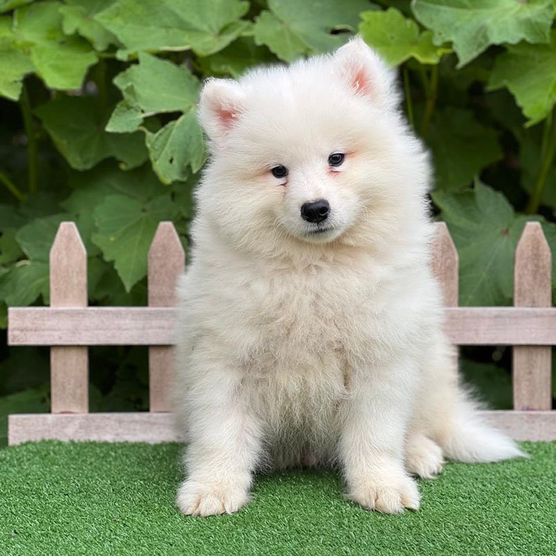 Hembra Samoyedo Adoptada