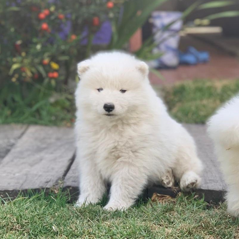 Samoyedo Criadero La Sabana