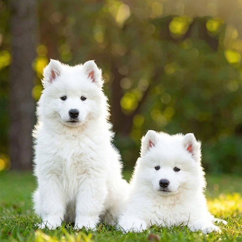 Cachorros hermosos