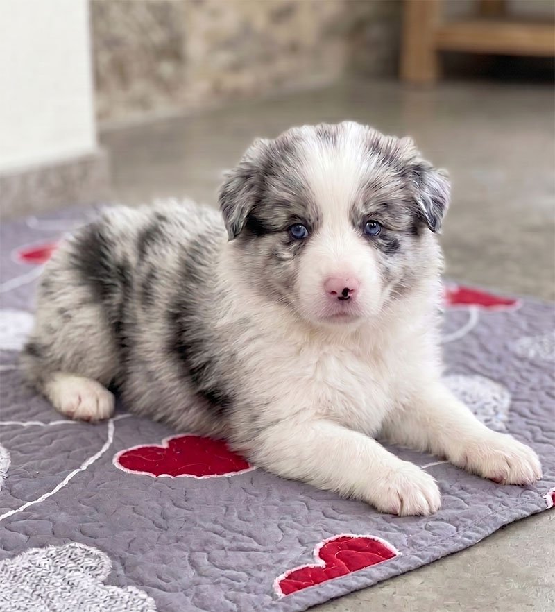 Macho Blue Merle