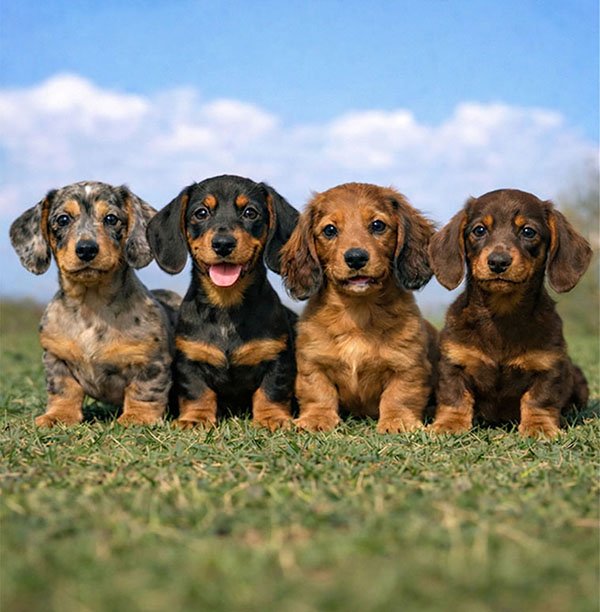 Cachorros hermosos Teckel Salchicha